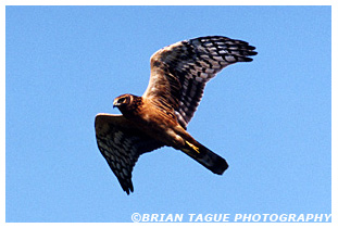 Northern Harrier 