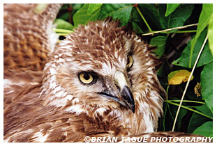 Northern Harrier fledgling