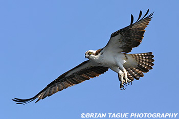 Osprey-294_9463-crp2