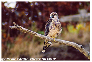 Peregrine Falcon