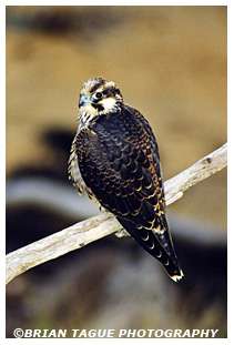 Peregrine Falcon