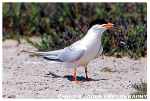 Roseate Tern