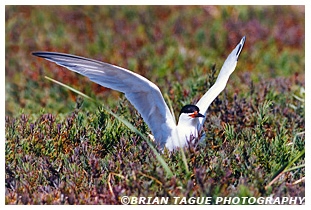 Roseate Tern