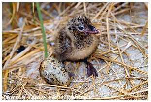 Roseate Tern chick