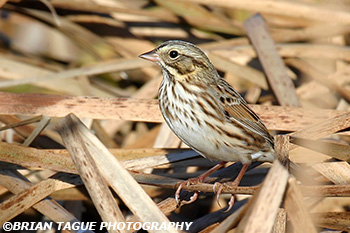 SavannahSparrow-224_2445-crp2