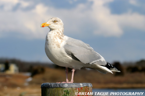 HerringGull-267_6756