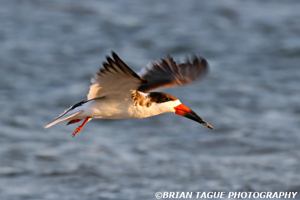 BlackSkimmer-425_6652
