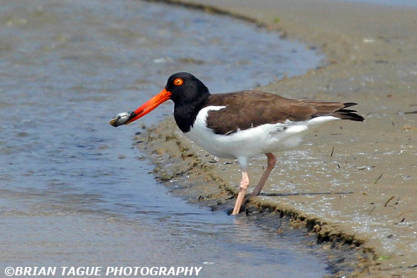 AmericanOystercatcher-174_7406-crp