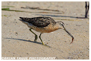 Short-billed Dowitcher