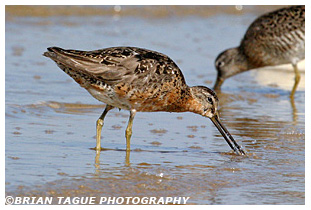 Short-billed Dowitcher