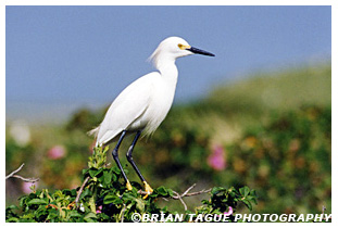 Snowy Egret