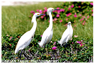 Snowy Egrets