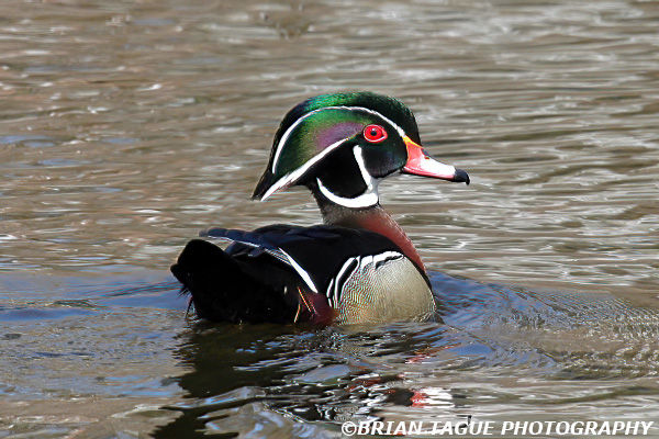 WoodDuck-276_7662-crp2