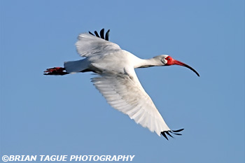 WhiteIbis-434_9957-adj.jpg