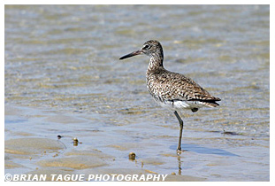 Willet