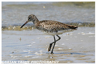 Willet