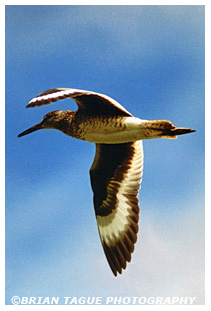 Willet in flight