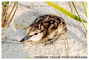 Willet Chick