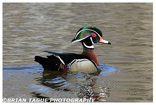Wood Duck