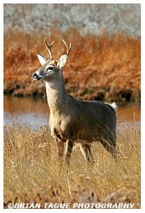 White-Tail Deer