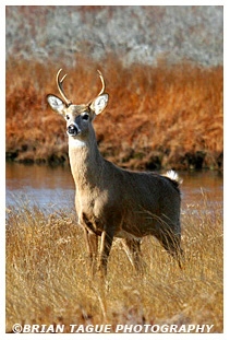 White-Tail Deer