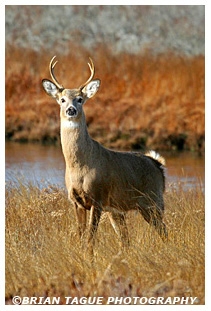 White-Tail Deer