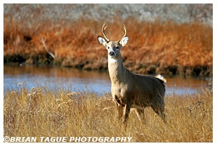 White-Tail Deer