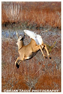 White-Tail Deer