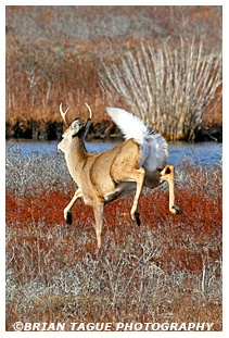 White-Tail Deer