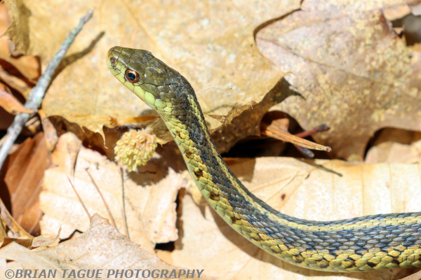 GarterSnake-446_3521-150-.jpg