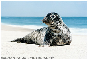 GRAY SEAL