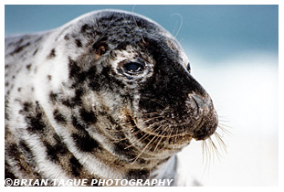 GRAY SEAL