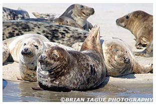 Gray Seals - Chatham