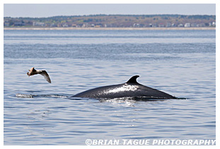 Finback Whale