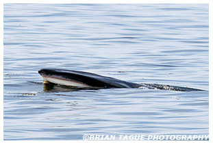 Finback Whale