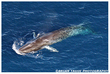 Finback Whale aerial