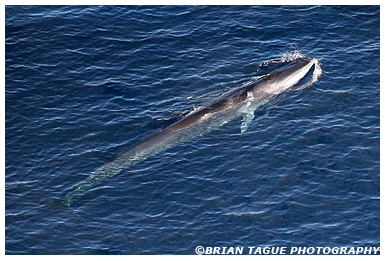 Finback Whale aerial