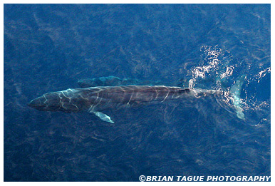 Finback Whale with calf aerial