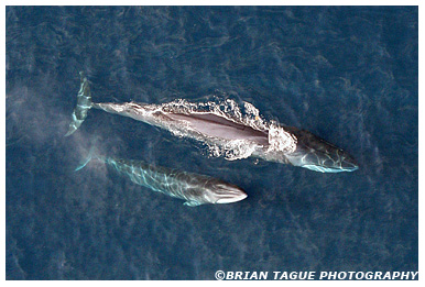 Finback Whale with calf aerial