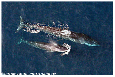 Finback Whale with calf aerial