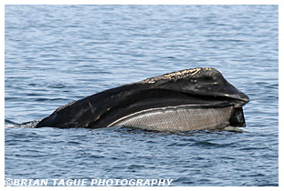 Northern Right Whale