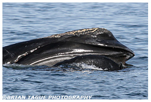 Northern Right Whale