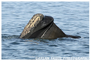Northern Right Whale