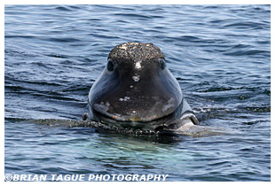 Northern Right Whale