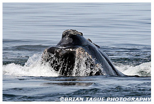 Northern Right Whale