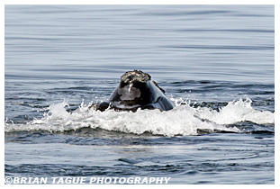 Northern Right Whale