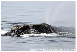 Northern Right Whale spouting