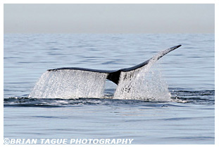 Northern Right Whale fluke