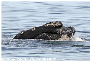 Northern Right Whale