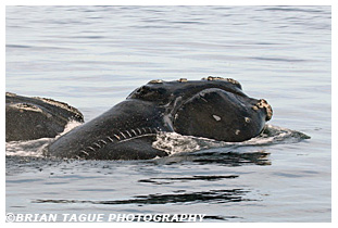 Northern Right Whale